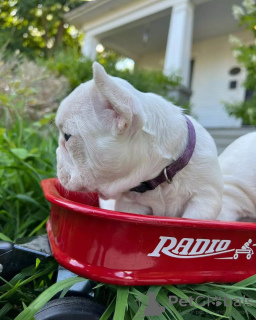 Photos supplémentaires: bouledogue français