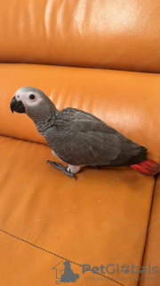 Photo №3. Loro Gris Africano. Espagne