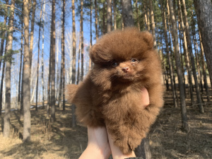 Photo №4. Je vais vendre spitz allemand en ville de Kazan. de la fourrière - prix - 553€