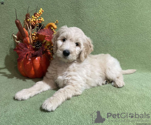 Photo №3. Chiots Goldendoodle F1B. Irlande