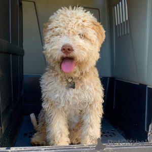 Photo №1. chien d'eau romagnol - à vendre en ville de Nettetal | 484€ | Annonce №159188