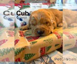 Photo №3. Portée de chiots Golden Retriever à vendre. Australie