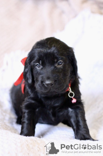 Photo №2 de l'annonce № 9300 de la vente retriever à poil plat - acheter à Fédération de Russie de la fourrière