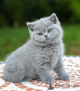Photo №1. british shorthair - à vendre en ville de Eastwood | 2809€ | Annonce № 176624