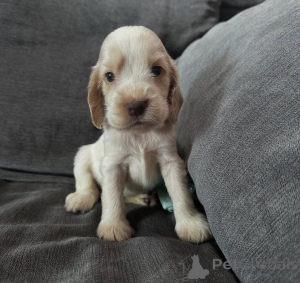 Photo №4. Je vais vendre cocker spaniel anglais en ville de Varsovie. éleveur - prix - négocié