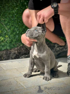 Photo №2 de l'annonce № 167856 de la vente cane corso - acheter à Serbie 
