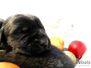 Photos supplémentaires: Schnauzer géant chiots mignons à vendre