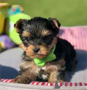 Photo №1. yorkshire terrier - à vendre en ville de Wilmington | 510€ | Annonce №127877