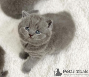 Photo №1. british shorthair - à vendre en ville de Jersey City | 331€ | Annonce № 102880