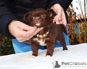 Photo №2 de l'annonce № 13871 de la vente chihuahua - acheter à Fédération de Russie éleveur