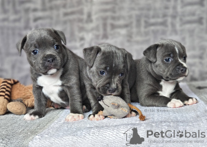 Photo №1. staffordshire bull terrier - à vendre en ville de Prague | négocié | Annonce №81734