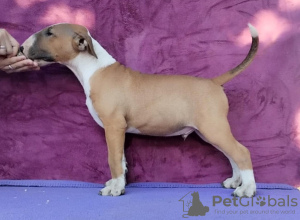 Photo №1. bull terrier - à vendre en ville de Belgrade | négocié | Annonce №120004