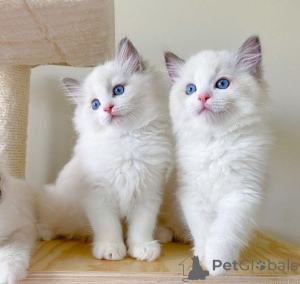 Photo №1. ragdoll - à vendre en ville de Anvers | Gratuit | Annonce № 167852