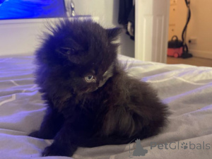 Photo №2 de l'annonce № 163472 de la vente british longhair - acheter à L'Autriche annonce privée, éleveur