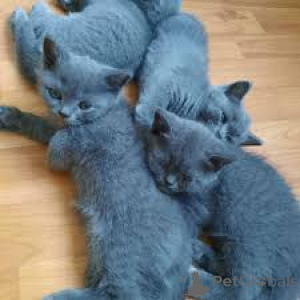 Photo №2 de l'annonce № 136755 de la vente british shorthair - acheter à Allemagne 