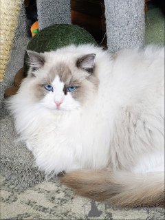 Photo №1. ragdoll - à vendre en ville de Alingsq | négocié | Annonce № 157464