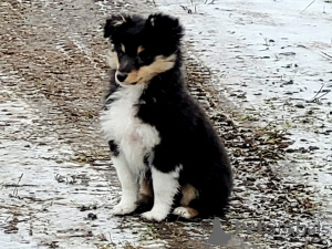 Photo №1. shetland (chien) - à vendre en ville de Riga | 1300€ | Annonce №92002