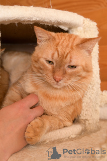 Photo №3. Le magnifique chat Orange est prêt à devenir votre rayon de soleil personnel.. Fédération de Russie
