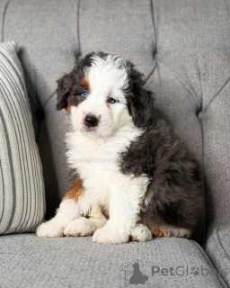 Photo №3. Chiots Mini Bernedoodle à vendre intelligents, fidèles et affectueux. Allemagne