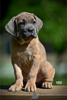 Photos supplémentaires: Chiots Cane Corso