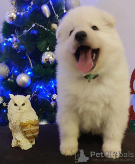 Photo №4. Je vais vendre berger blanc suisse en ville de Kraljevo. éleveur - prix - négocié