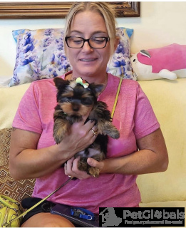 Photo №1. yorkshire terrier - à vendre en ville de Budapest | Gratuit | Annonce №134363