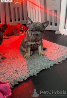 Photo №4. Je vais vendre bouledogue en ville de Indianapolis.  - prix - 284€