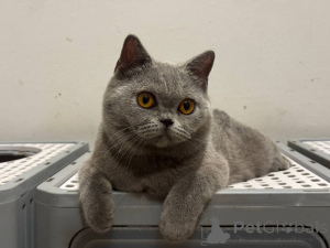 Photo №1. british shorthair - à vendre en ville de Bruxelles | 400€ | Annonce № 168166