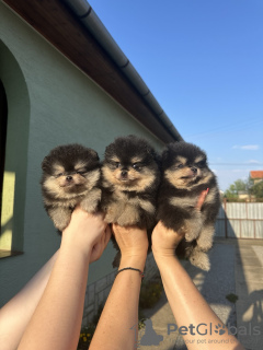 Photo №1. chien bâtard - à vendre en ville de Belgrade | négocié | Annonce №114783