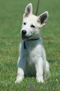 Photo №3. Chiots Berger Blanc Suisse. Serbie