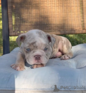 Photo №3. Chiot bouledogue anglais disponible à l'adoption. Allemagne