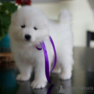 Photos supplémentaires: CHIOTS SAMOYED MIGNONS DISPONIBLES À LA VENTE