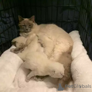 Photo №1. ragdoll - à vendre en ville de Braunschweig | 380€ | Annonce № 167264