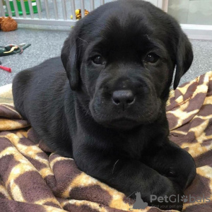 Photo №1. labrador retriever - à vendre en ville de Ostrava | négocié | Annonce №115753