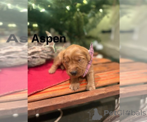 Photo №3. Portée de chiots Golden Retriever à vendre. Australie