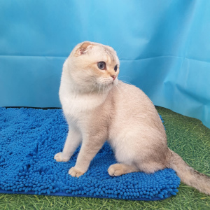 Photo №2 de l'annonce № 5803 de la vente scottish fold - acheter à Fédération de Russie de la fourrière
