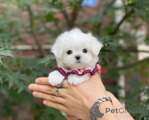 Photo №4. Je vais vendre bichon maltais en ville de Lecester. annonce privée - prix - 500€