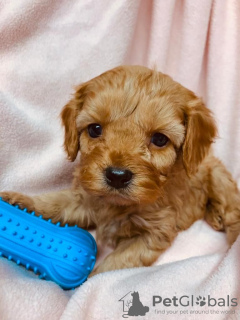 Photo №3. Beaux chiots Cavapoo Pour adoption gratuite. Allemagne