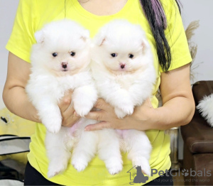 Photo №3. Chiots Spitz de Poméranie. Serbie