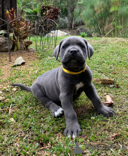 Photo №1. cane corso - à vendre en ville de Mauvaise vilbel | négocié | Annonce №160715