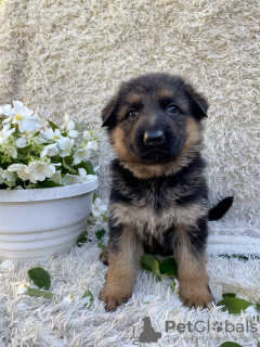 Photo №3. Chiots de la Vivcharka allemande. Ukraine