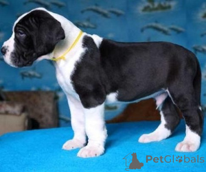 Photo №1. dogue allemand - à vendre en ville de Tbilissi | négocié | Annonce №174915