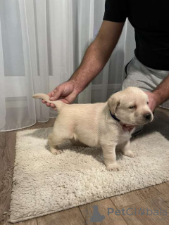 Photo №4. Je vais vendre labrador retriever en ville de Opovo. éleveur - prix - négocié