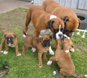 Photo №1. boxer - à vendre en ville de Dijon | négocié | Annonce №175547