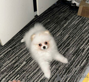 Photo №2 de l'annonce № 162597 de la vente spitz nain - acheter à Suisse annonce privée