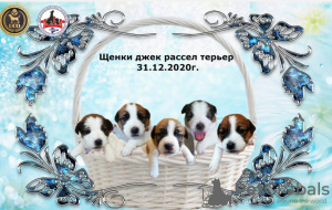 Photo №2 de l'annonce № 8991 de la vente jack russell terrier - acheter à Fédération de Russie annonce privée