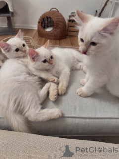 Photo №4. Je vais vendre ragdoll en ville de Berlin. annonce privée - prix - 500€