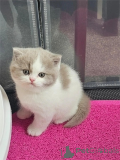 Photo №1. british shorthair - à vendre en ville de Dülmen | 350€ | Annonce № 153483