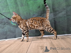 Photo №3. Femelle du Bengale. Pologne