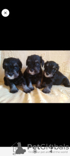 Photo №1. schnauzer miniature - à vendre en ville de Ekaterinbourg | 554€ | Annonce №112551